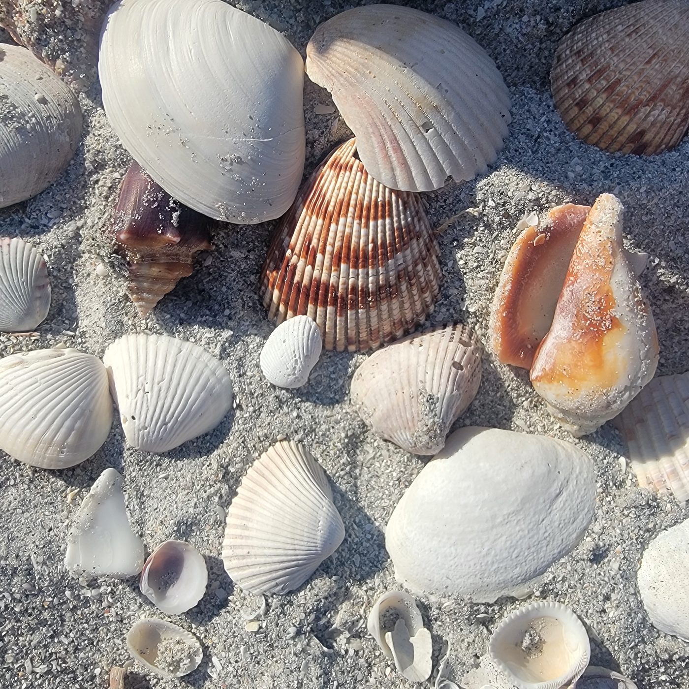 Shells on the sand at Sanibel Island.