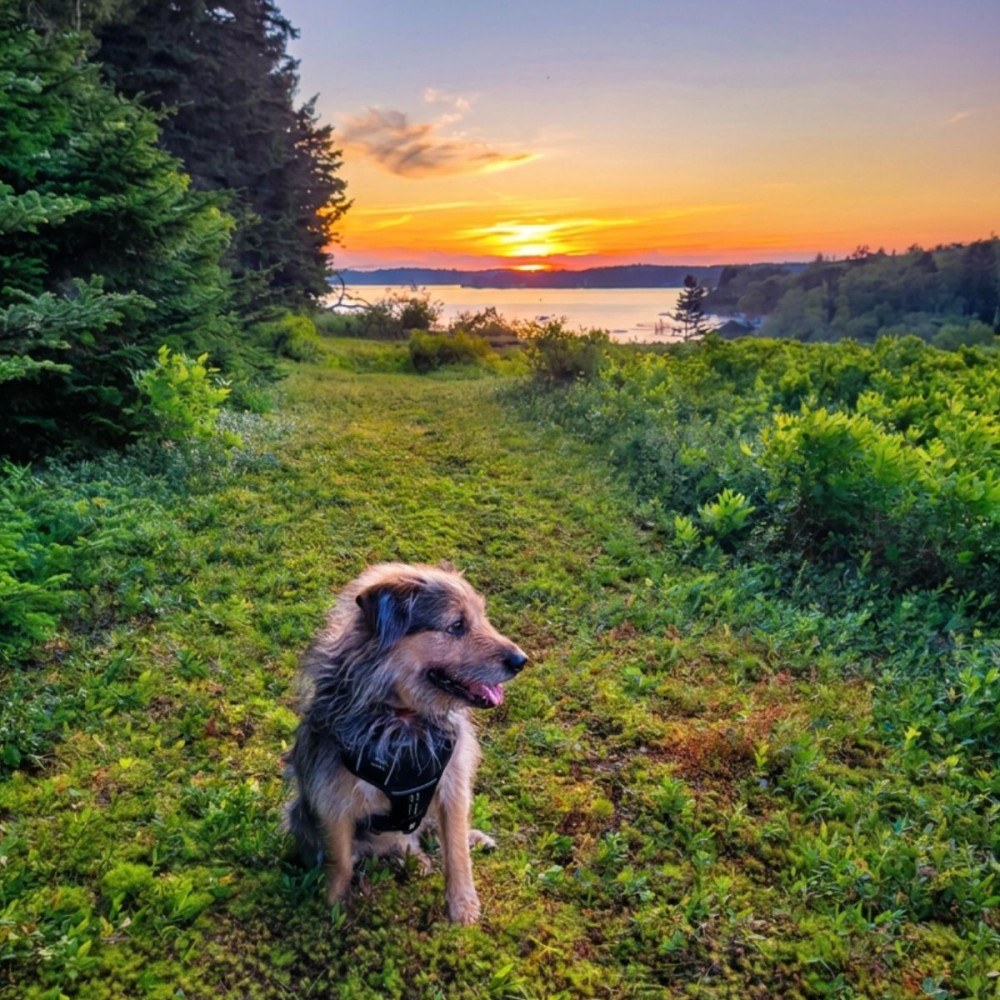 Even the dog needed a vacation. Meet Lucky, living his best life.
